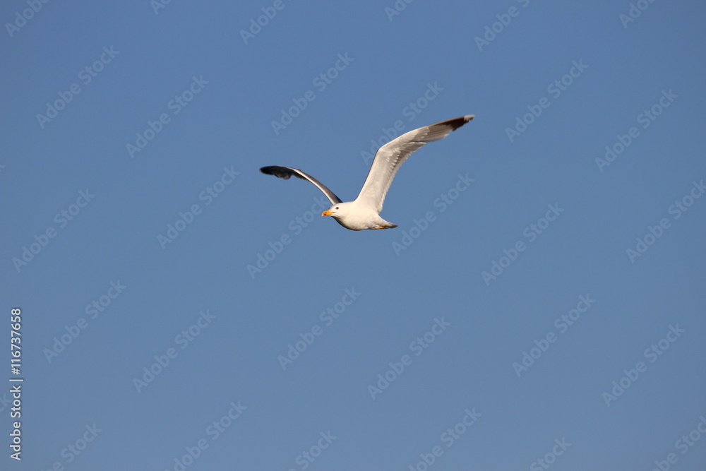 Fototapeta premium Gaviota en vuelo sobre cielo azul
