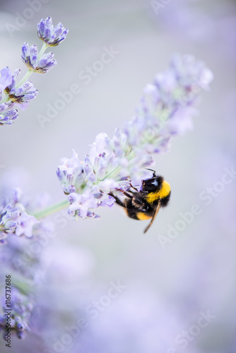 bumblebee on lavender bloom © marcin jucha