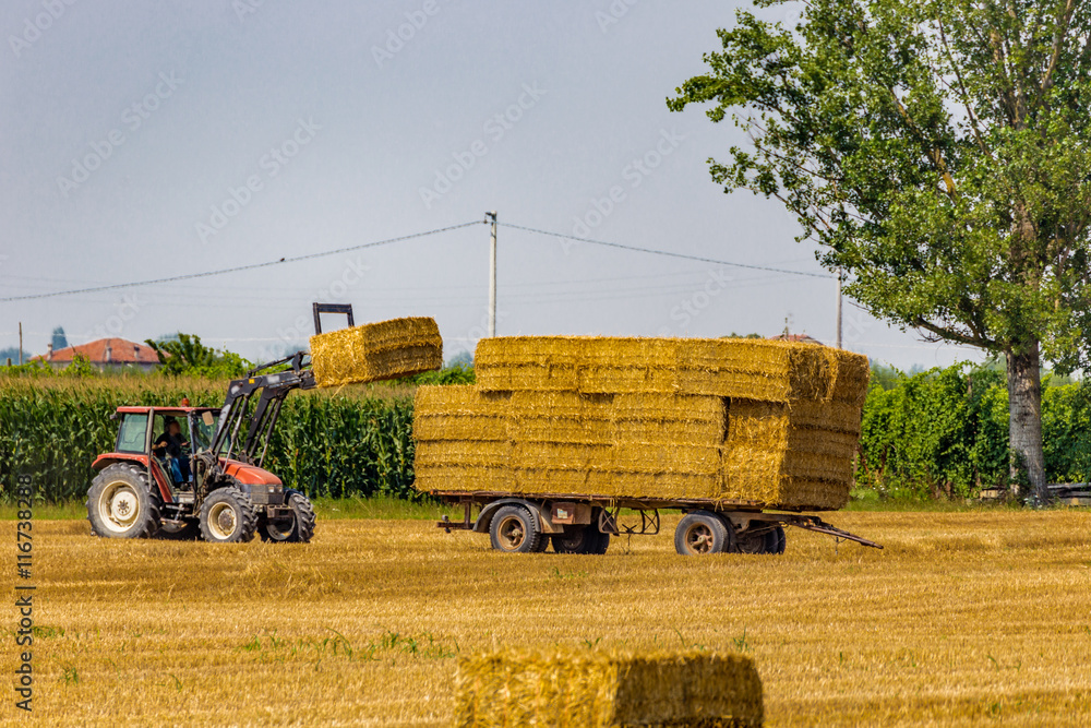 Obraz premium tractor loads hay bales on trailer