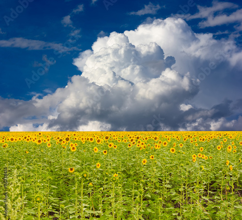 Sunflower field on a background of blue sky with cumulus clouds, selective focus