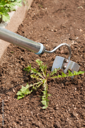 Gardening Hoe With Weed On Vegetable Garden Close-up. Weeding Weeds. Struggle Weeds.