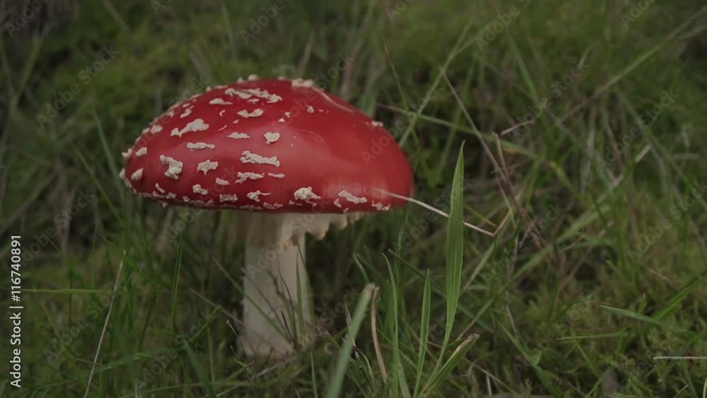Wild Amanita Muscaria Fly Agaric Mushroom In Full Bloom Wild Amanita Muscaria Fly Agaric Mushroom In Full Bloom