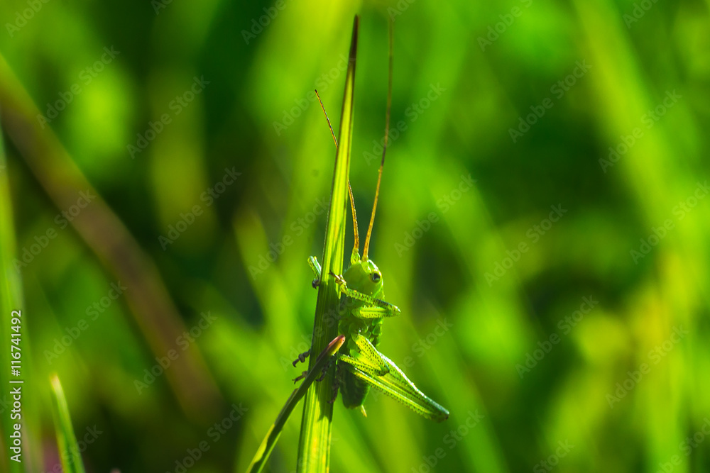 Naklejka premium Grasshopper on leaf