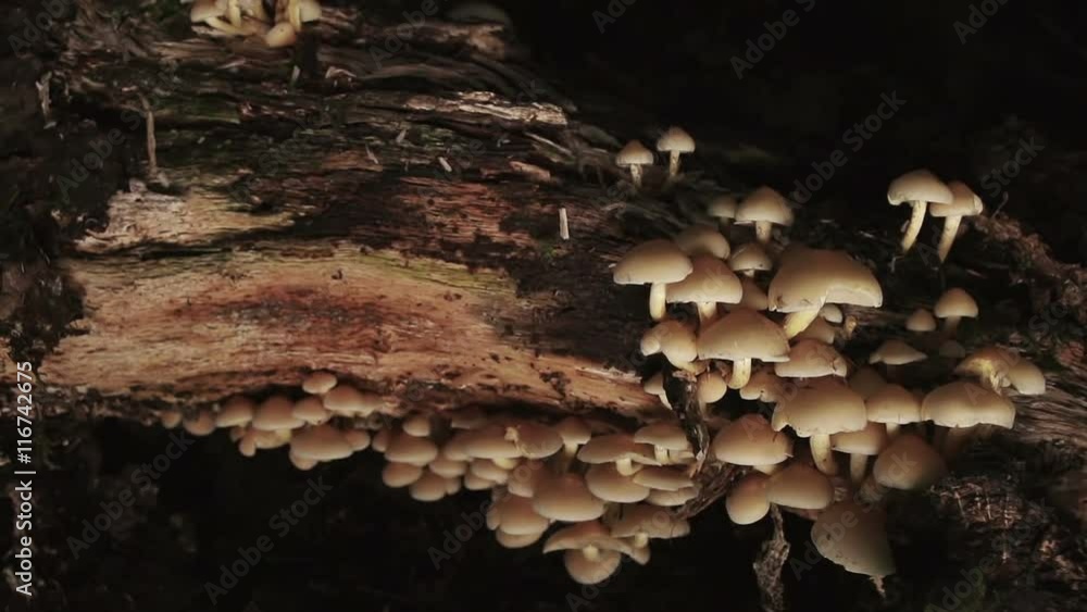 Coprinellus Micaceus Fungus Growing On Old Wood Coprinellus Micaceus Fungus Growing On Old Wood