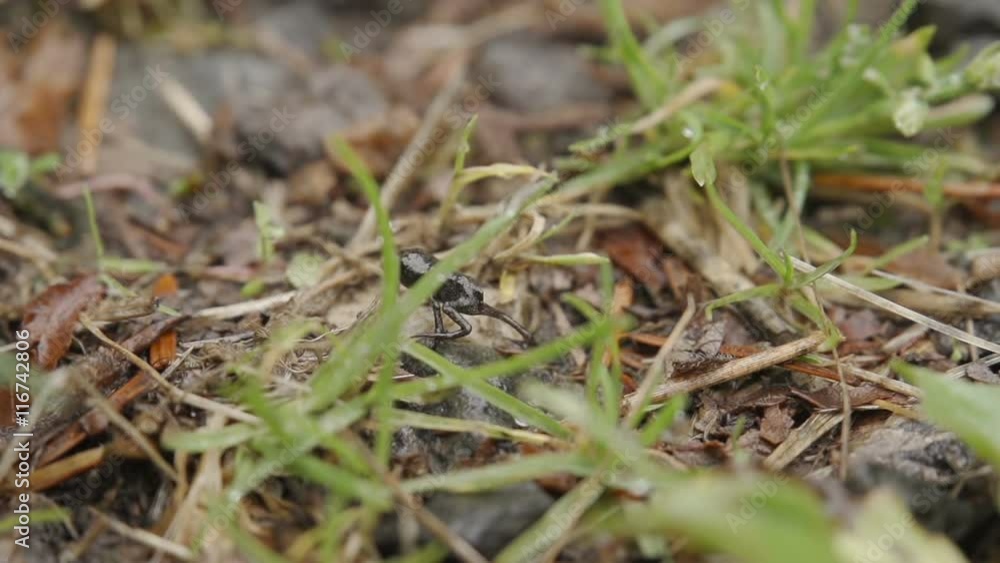 A young infant frog has just left the big pond to venture out into the world. Shot in slow motion with a macro lens. A young infant frog has just left the big pond to venture out into the world. Shot in slow motion with a macro lens.