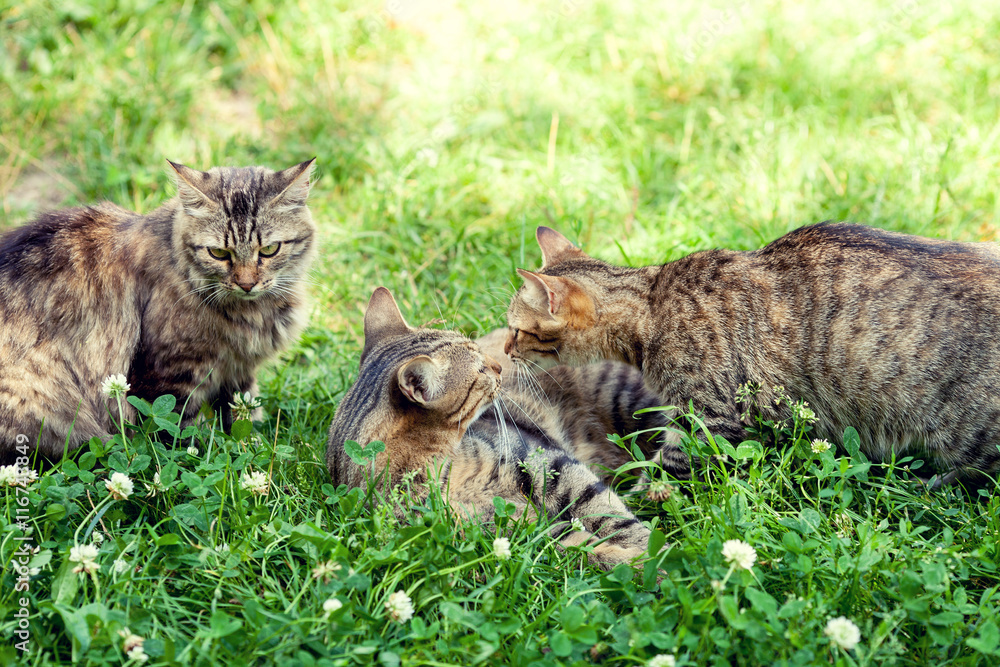 Naklejka premium Three kittens on the grass