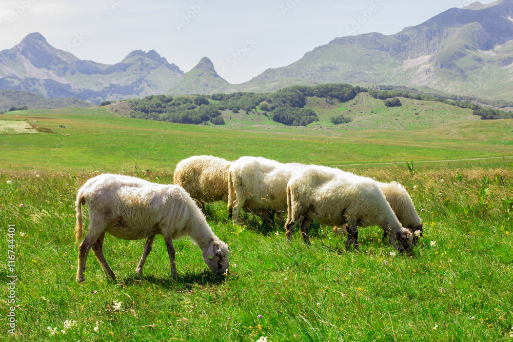  Sheep Grazing on Green Pasture