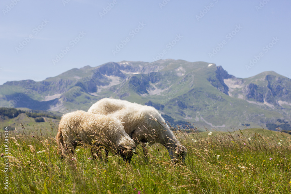 Naklejka premium Sheep Grazing on Green Pasture