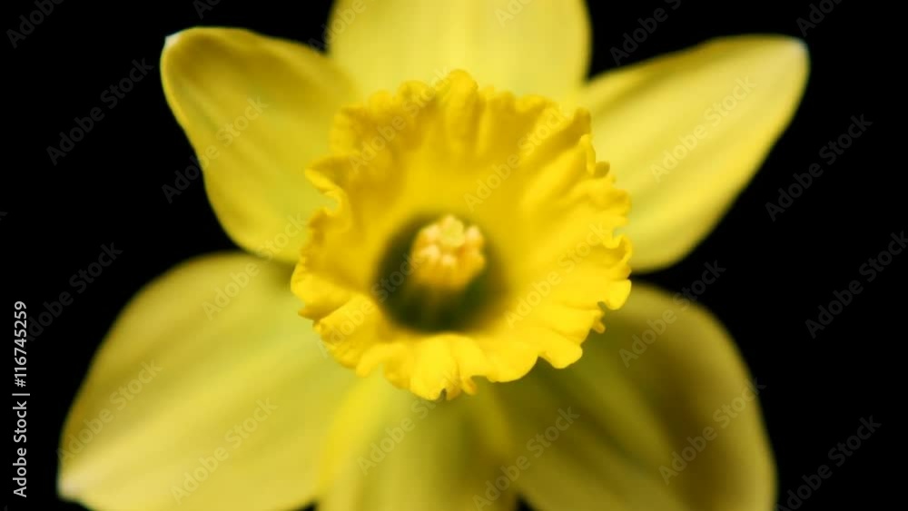 Beautiful time lapse of a flower opening up. Beautiful time lapse of a flower opening up.