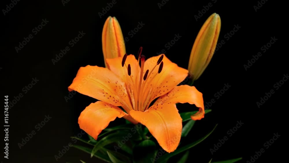 Beautiful time lapse of a lily opening up. Beautiful time lapse of a lily opening up.