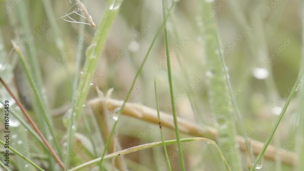 Fresh morning dew and rain droplets on wild long grass deep in the British Countryside. Fresh morning dew and rain droplets on wild long grass deep in the British Countryside.