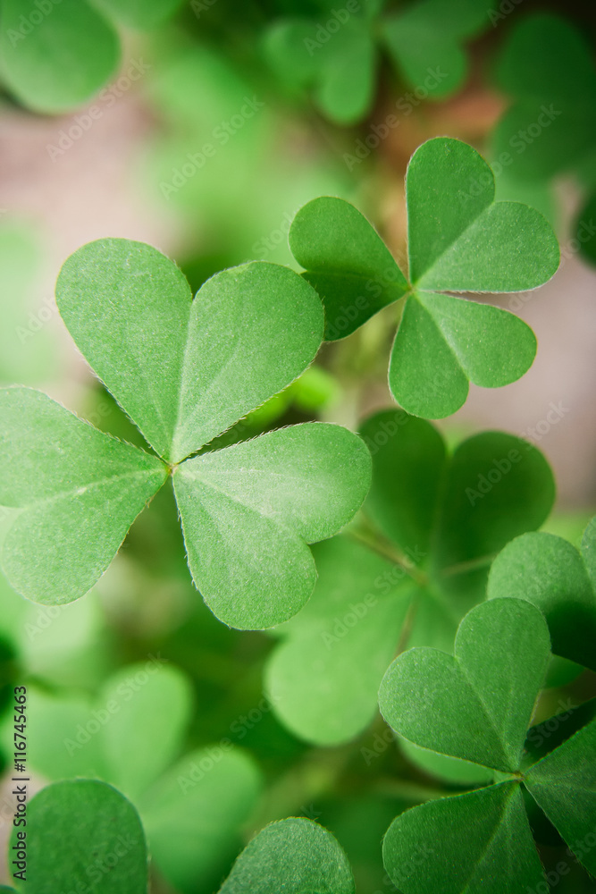 Photo of a green oxalis plant leafs. Photo of a green oxalis plant leafs.