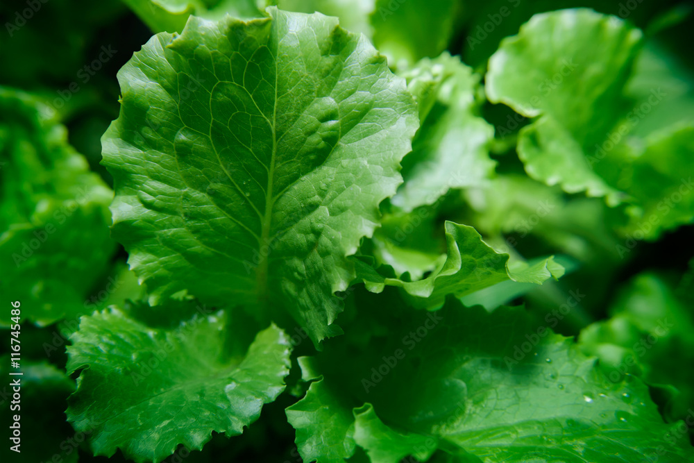 Close up photo of a green salad leaves. Close up photo of a green salad leaves.