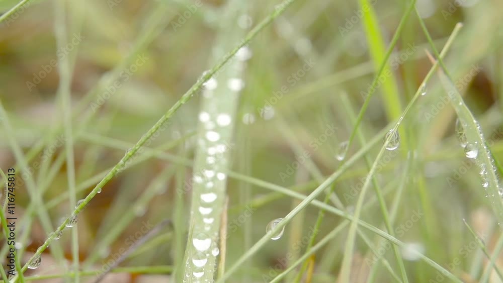 Fresh morning dew and rain droplets on wild long grass deep in the British Countryside. Fresh morning dew and rain droplets on wild long grass deep in the British Countryside.