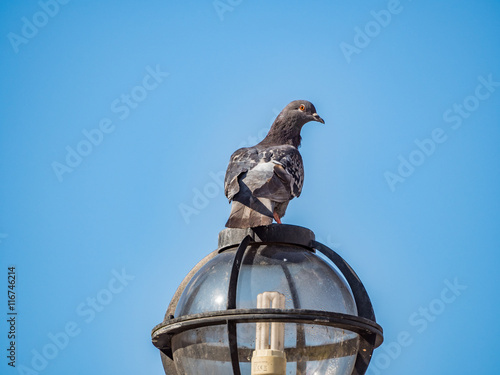 pigeon on a lamp post