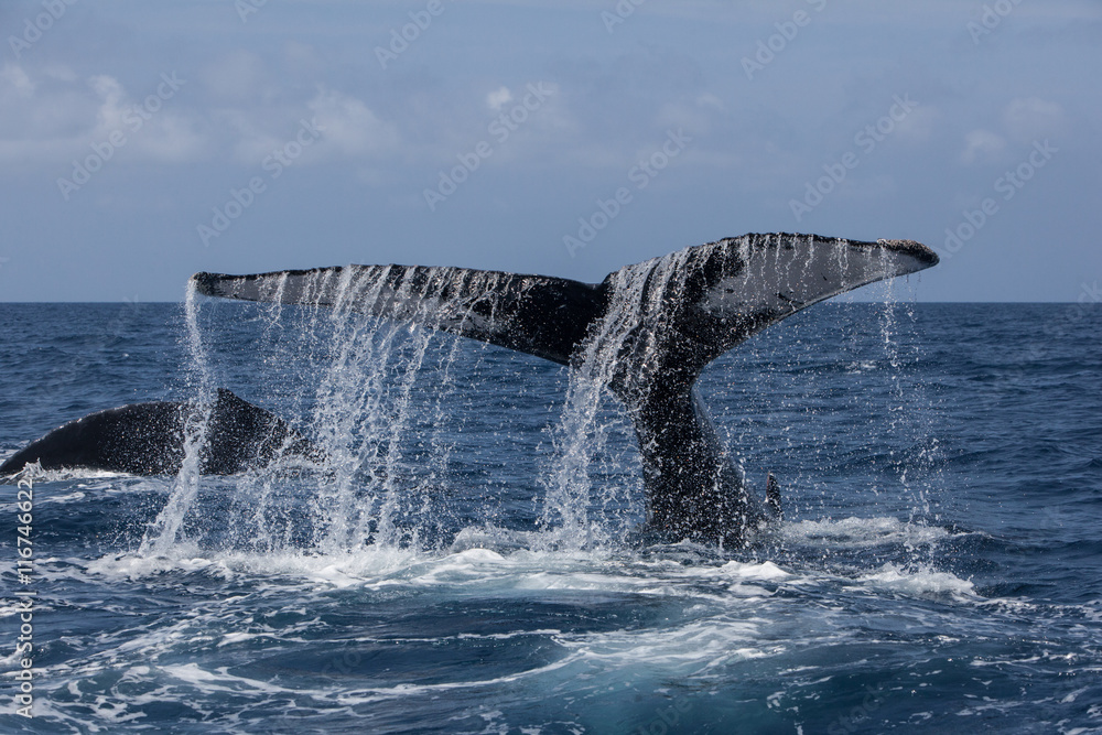 Fototapeta premium Humpback Whale and Water Flowing Off Large Tail