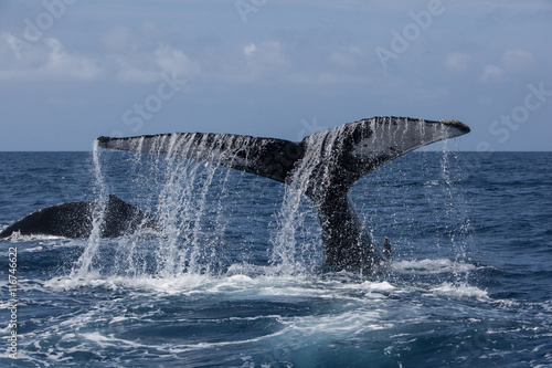 Humpback Whale and Water Flowing Off Large Tail