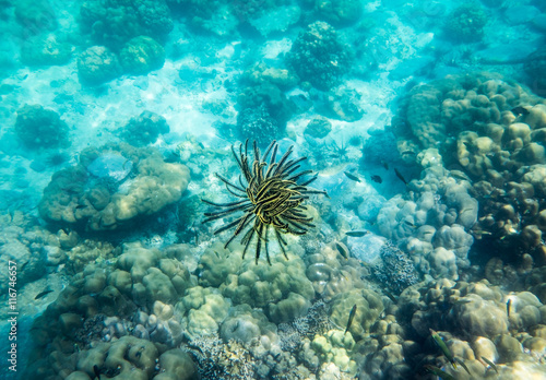 Anemone coral reef yellow black underwater beautiful
