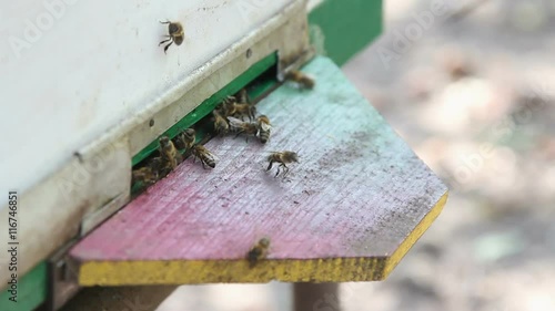 The entrance beehive photo