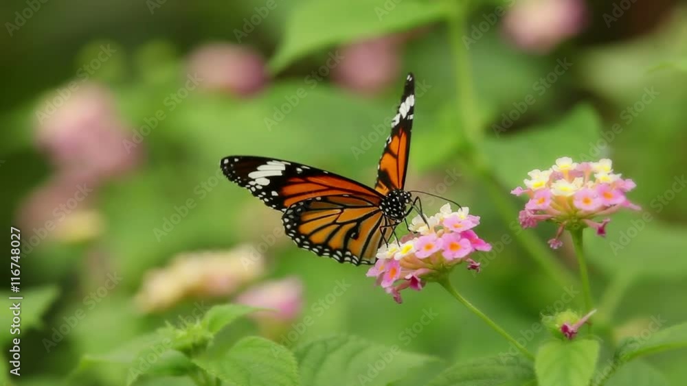 Macro shot of a butterfly drinking nectar from a flower. Macro shot of a butterfly drinking nectar from a flower.