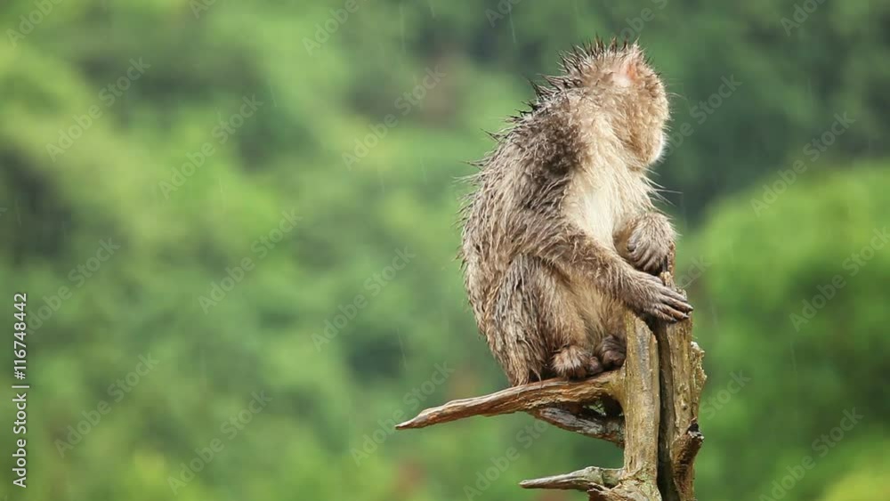 Japanese Macaque (Snow Monkey). Shot near Kyoto Japan. Japanese Macaque (Snow Monkey). Shot near Kyoto Japan.