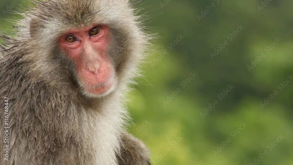 Japanese Macaque (Snow Monkey). Shot near Kyoto Japan. Japanese Macaque (Snow Monkey). Shot near Kyoto Japan.