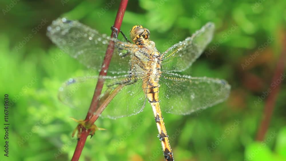 Macro shoot of a dragonfly covered in morning dew drops. Macro shoot of a dragonfly covered in morning dew drops.