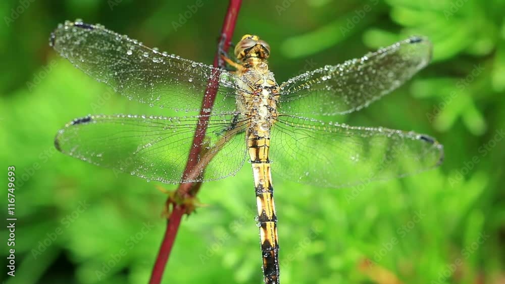 Macro shoot of a dragonfly covered in morning dew drops. Macro shoot of a dragonfly covered in morning dew drops.