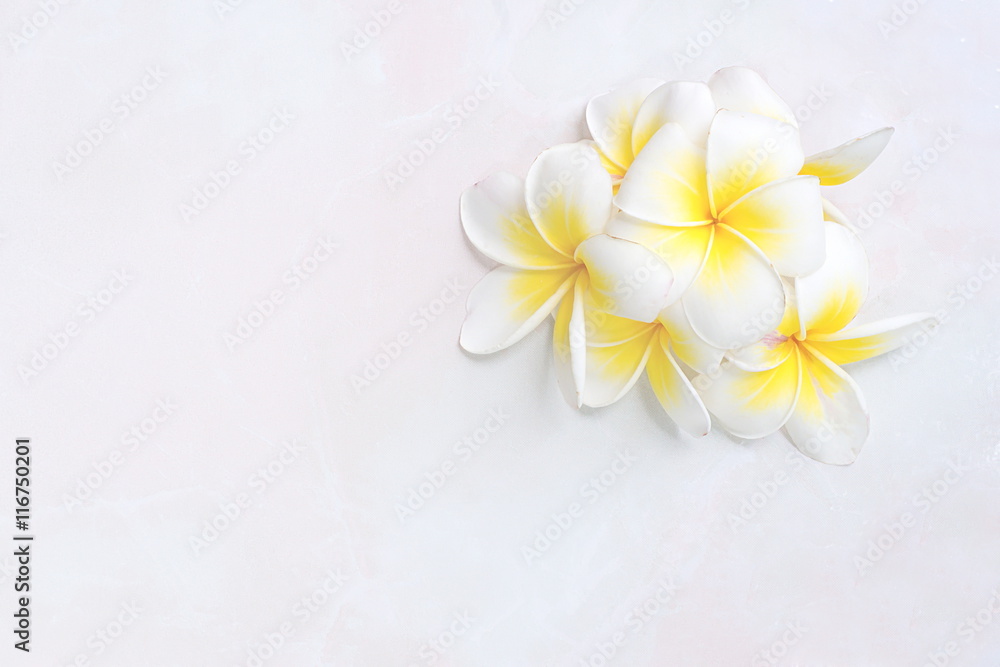 Blooming white Plumeria or Frangipani flowers on white floor bac Blooming white Plumeria or Frangipani flowers on white floor bac