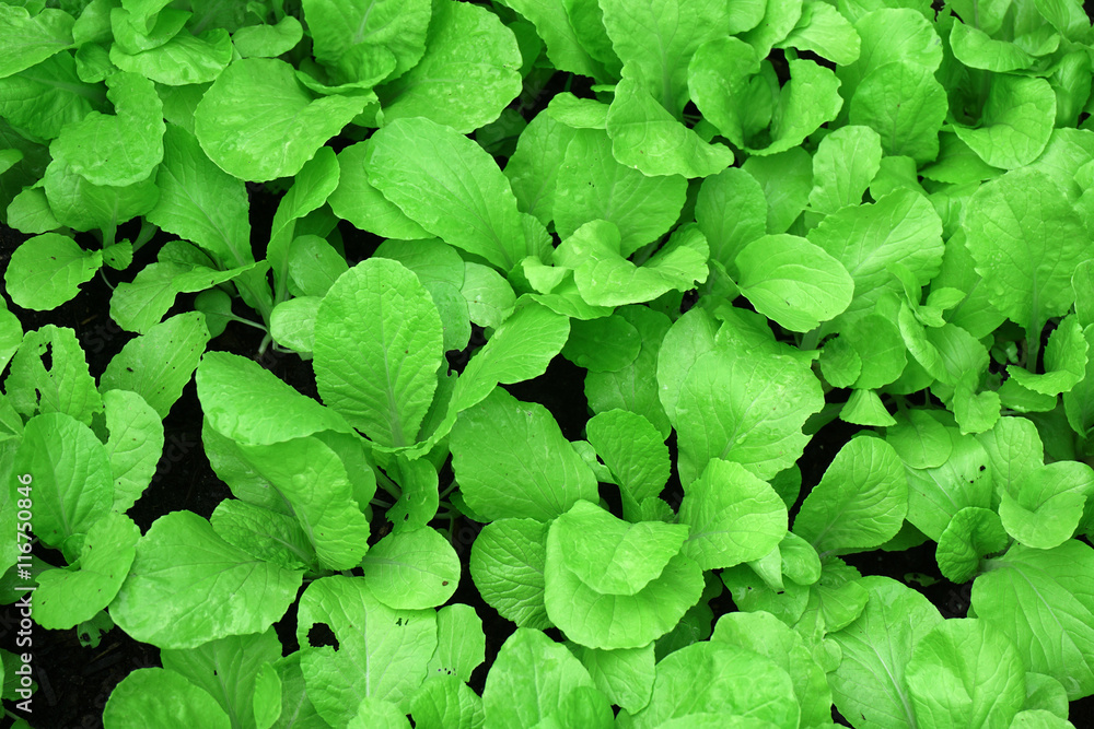 fresh green cabbage growing in farm field fresh green cabbage growing in farm field