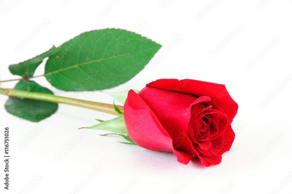 Fototapeta premium single rose laying on white background