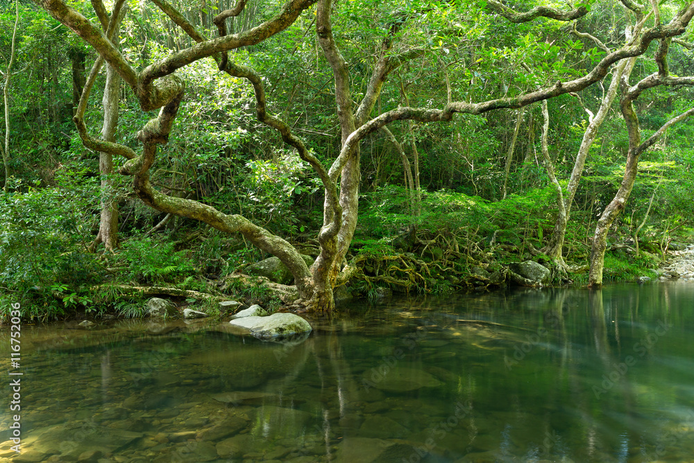 Rain forest Rain forest