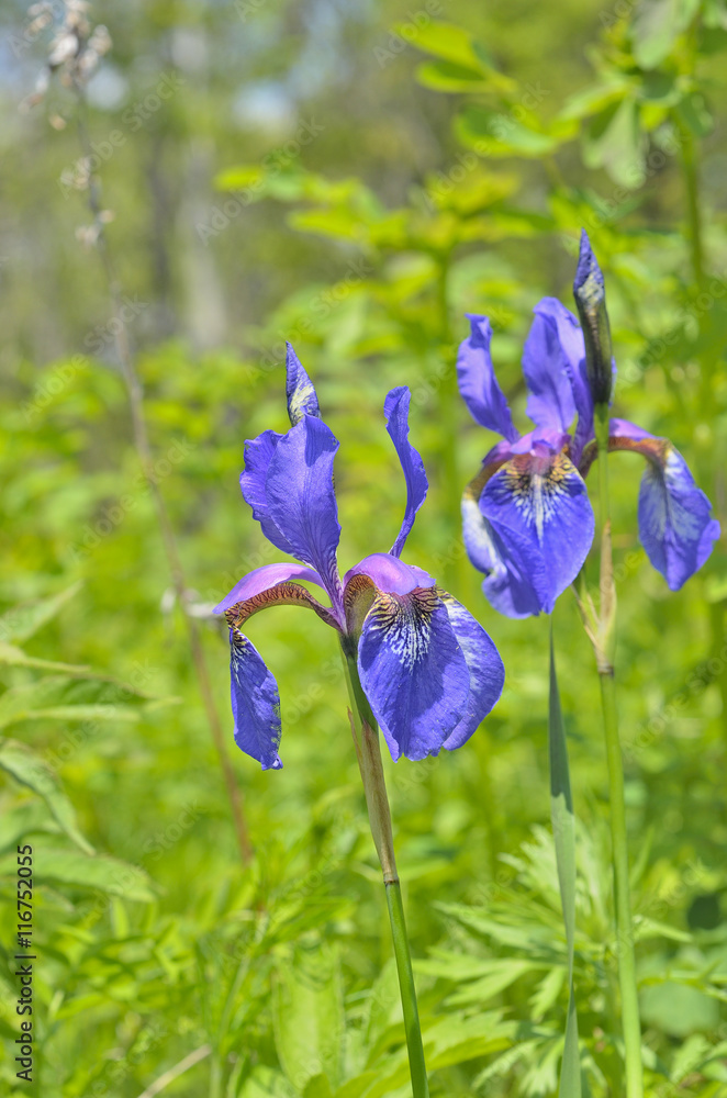 Flower of iris (Iris setosa) 14