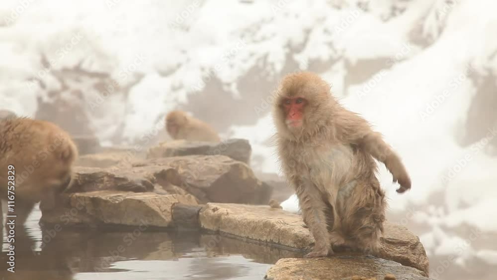 Japanese Snow Monkey (Japanese Macaque) playing in a hot spring. Japanese Snow Monkey (Japanese Macaque) playing in a hot spring.