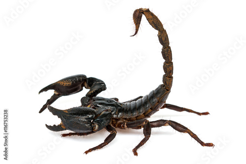 Scorpion Pandinus imperator