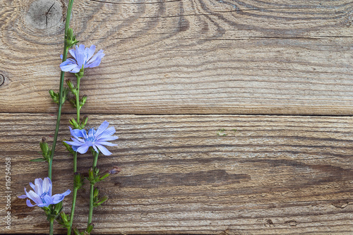 Background with flowers of chicory on the old wooden boards. Pla