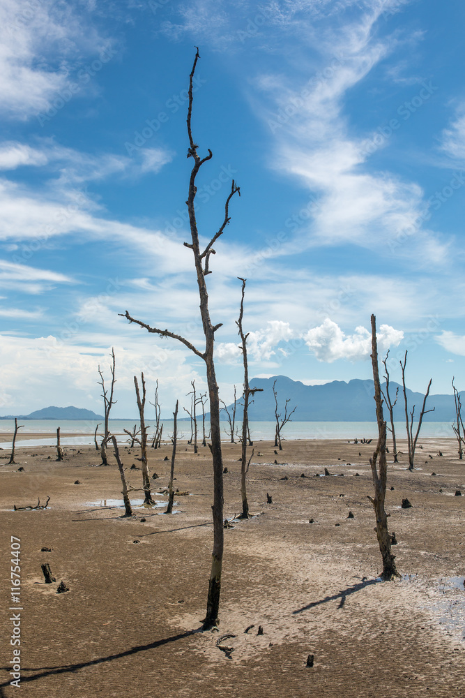 Dead trees on the empty coast during low tide. Dead trees on the empty coast during low tide.