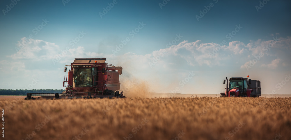 Obraz premium Combine harvester agriculture machine harvesting golden ripe whe