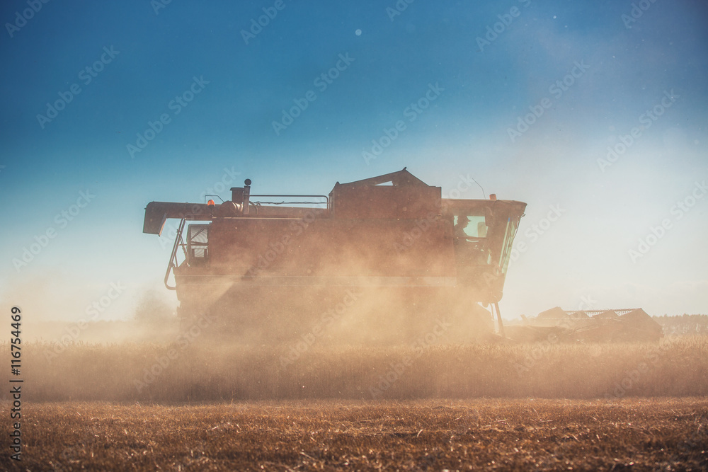 Fototapeta premium Combine harvester agriculture machine harvesting golden ripe whe