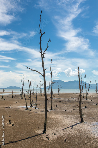 Dead trees on the empty coast during low tide.