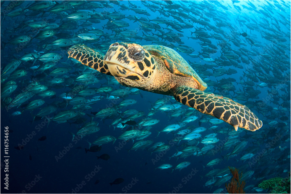 Obraz premium Hawksbill Sea Turtle and school of Jack fish