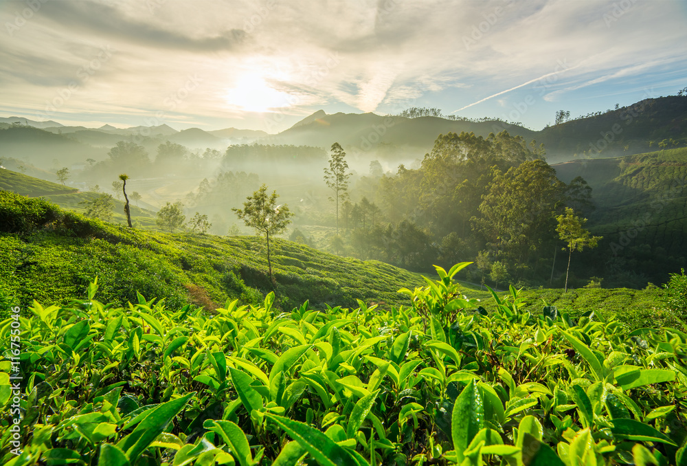Naklejka premium Wschód słońca nad plantacjami herbaty w Munnar, Kerala, Indie