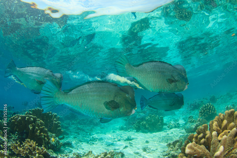 Fototapeta premium Bumphead Parrotfish fish coral reef