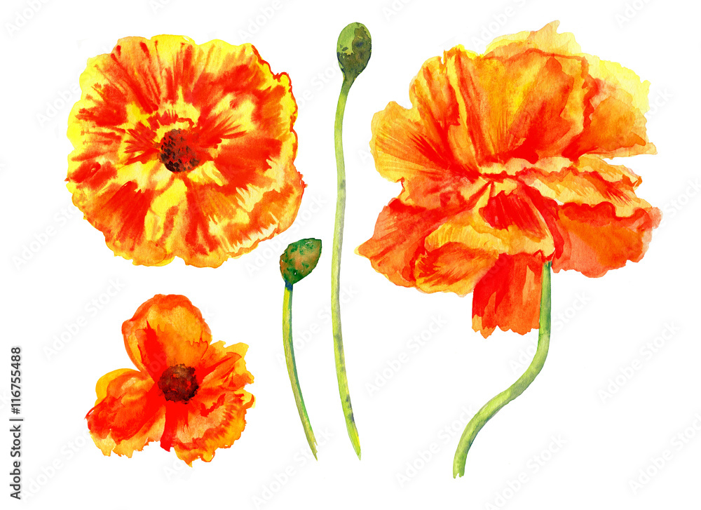 Obraz premium Watercolor red poppy wild flower isolated on white background botanical hand drawn illustration for design package cosmetic, greeting card, wedding invitation, florist shop, printing element scrapbook