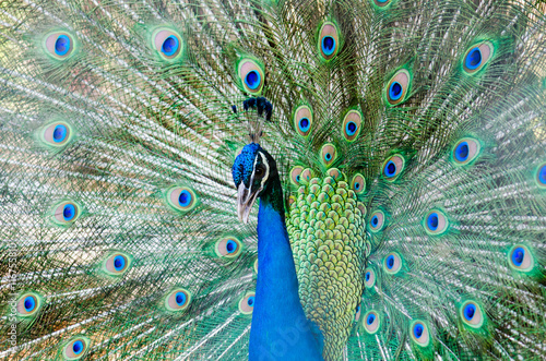 Fototapeta Naklejka Na Ścianę i Meble -  peacock bird