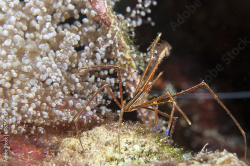Unterwasser - Riff - Krabbe - Gespensterkrabbe - Tauchen - Curacao - Karibik