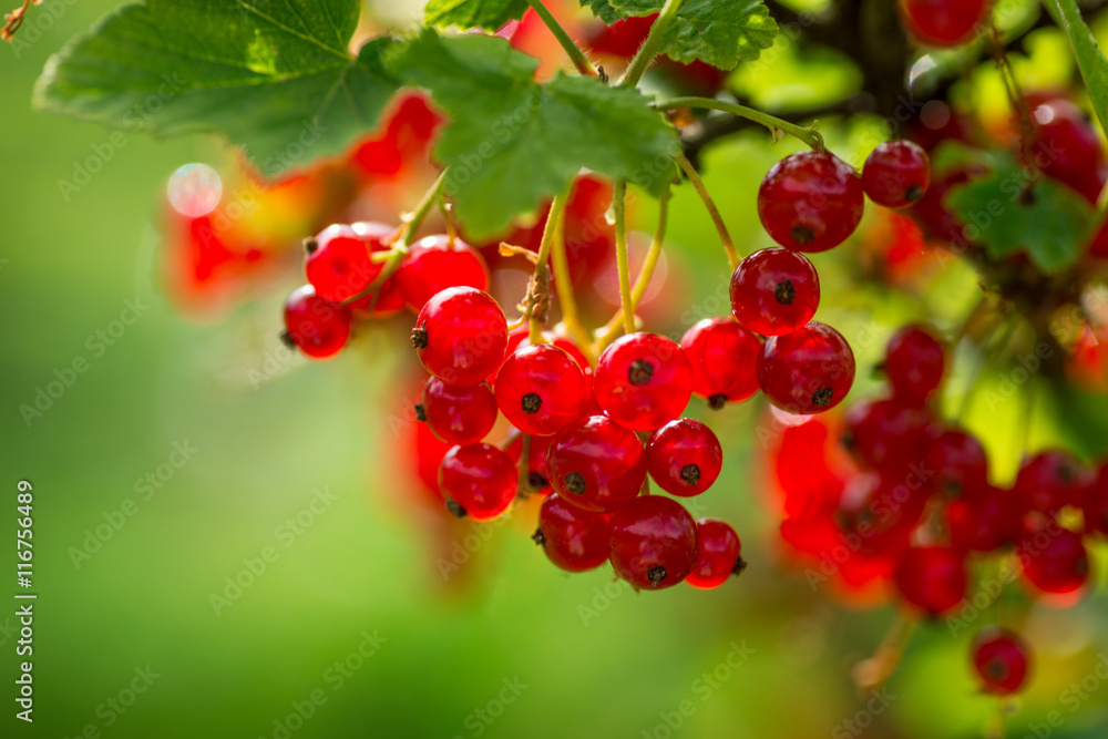 Red Currant berries on a bush closeup
