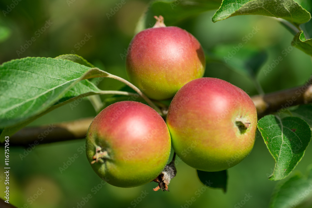 Apples on a tree