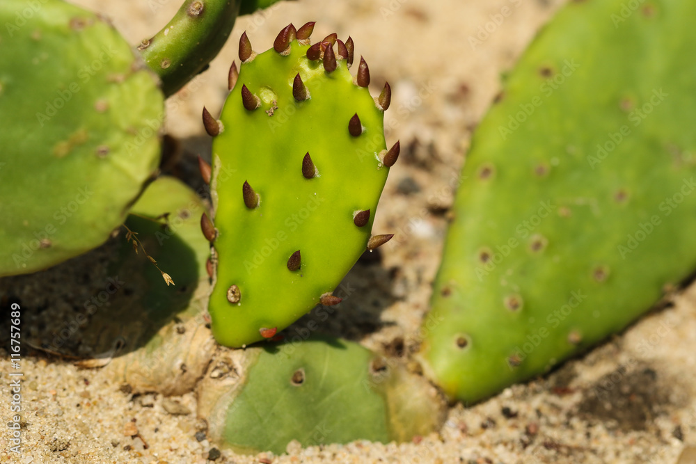 Prickly pears Opuntia cactus on the sand in sunlight close up Prickly pears Opuntia cactus on the sand in sunlight close up