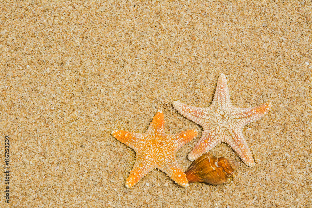 shell or shellfish on the beach shell or shellfish on the beach